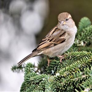 House Sparrow