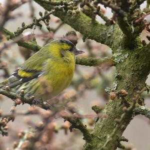 Eurasian Siskin