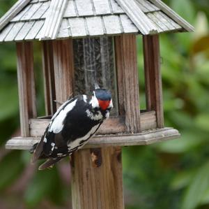 Great Spotted Woodpecker