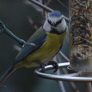 Blue Tit