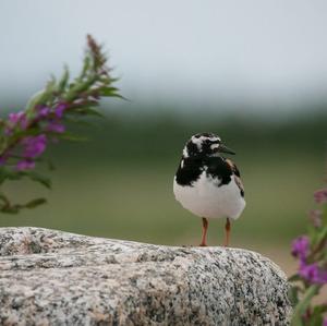 Ruddy Turnstone