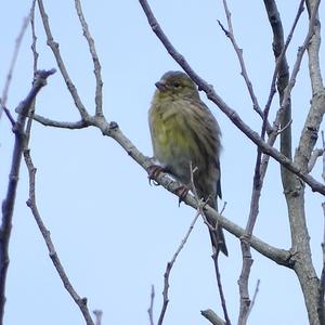 European Serin