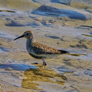 Dunlin