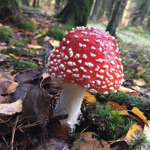 Fly Agaric