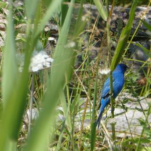 Indigo Bunting