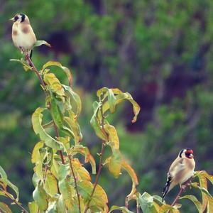 European Goldfinch