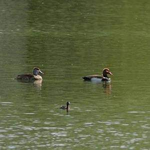 Red-crested Pochard