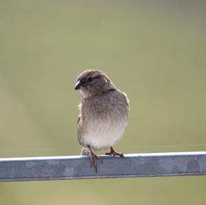 House Sparrow