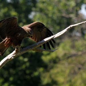 Black Kite