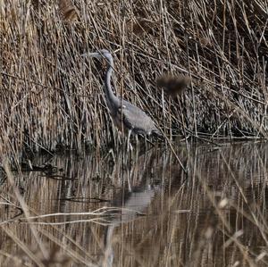 Grey Heron