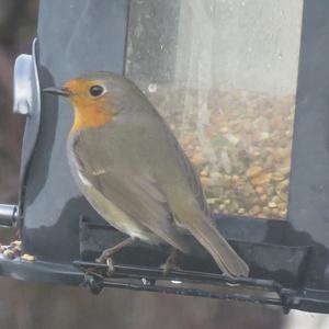 European Robin