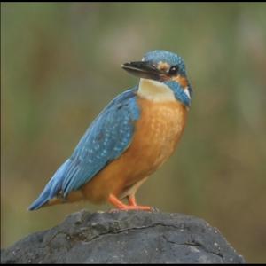 Common Kingfisher