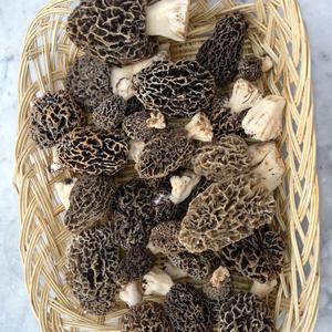 Yellow Morel