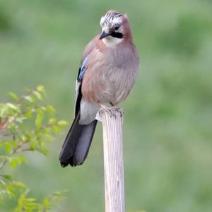 Eurasian Jay