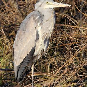 Grey Heron