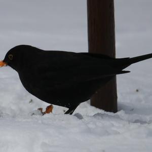 Eurasian Blackbird