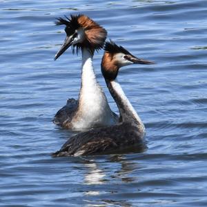 Great Crested Grebe