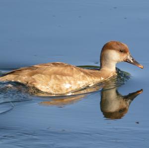 Red-crested Pochard