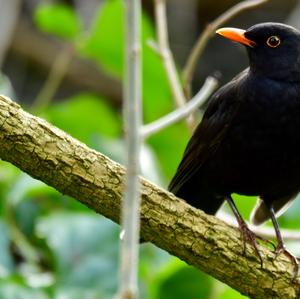 Eurasian Blackbird