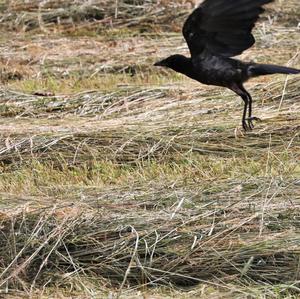 Carrion Crow