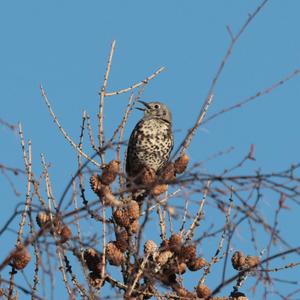 Mistle Thrush