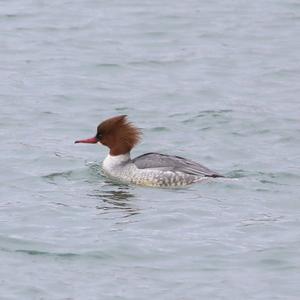 Common Merganser