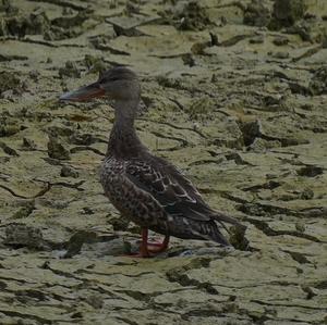 Northern Shoveler