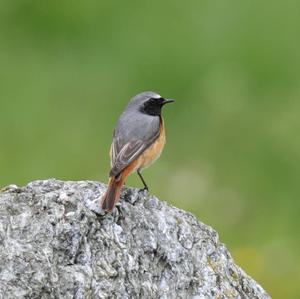 Common Redstart