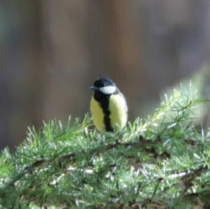 Great Tit