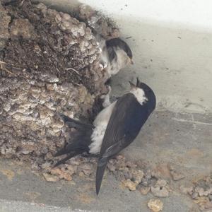 Sand Martin