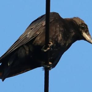 Carrion Crow