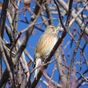 Eurasian Linnet