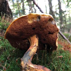 Dotted-stem Bolete