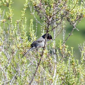 Sardinian Warbler