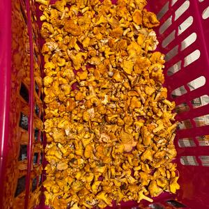 Chanterelle, Common