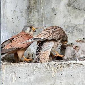 Common Kestrel