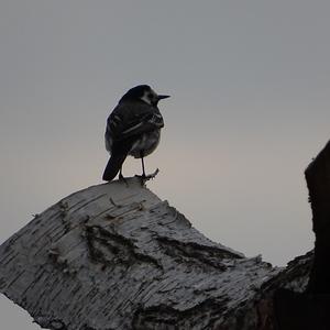 White Wagtail