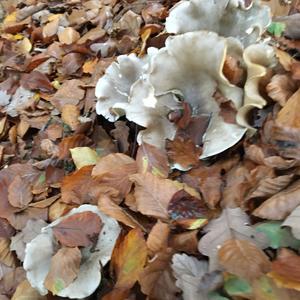 Oyster Mushroom