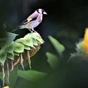 European Goldfinch