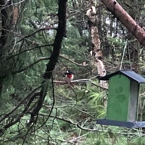 Rose-breasted Grosbeak