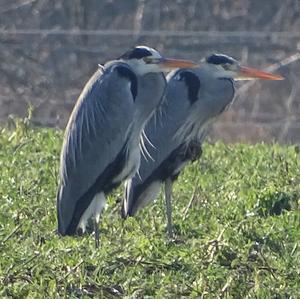 Grey Heron