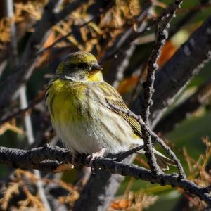 European Serin