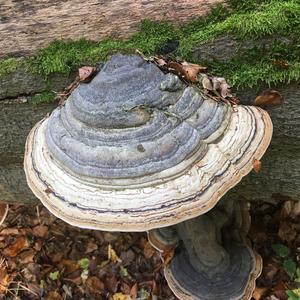 Artist`s Fungus