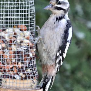 Great Spotted Woodpecker