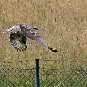 Common Buzzard