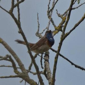 Bluethroat