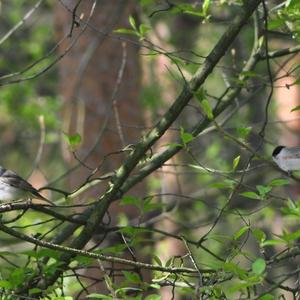 Blackcap