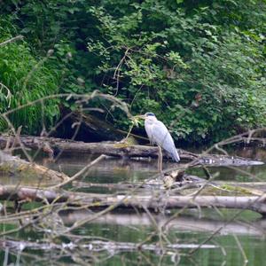 Grey Heron