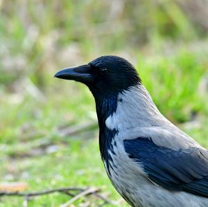 Hooded Crow