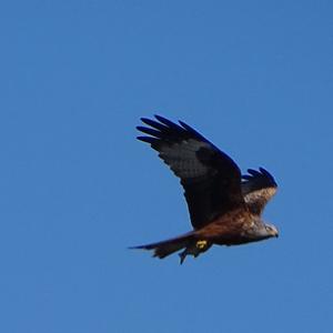 Red Kite